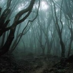 Stefan S. - Dark Forest