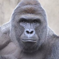 Harambe x FUK UR MGMT x Timeout x Swipe My Swords (Excision Mashup) [Abbse Remake]