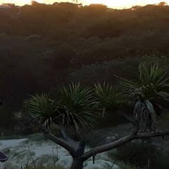 Night In The Bush