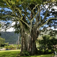 Enchanted Forest Gathering 2018 Late Night Fun Times