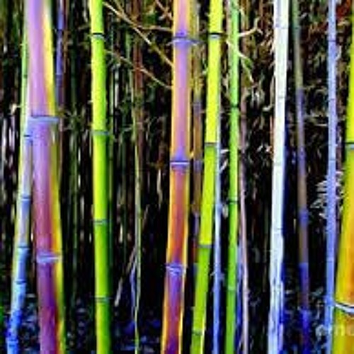Bamboo Forest - Sadhu