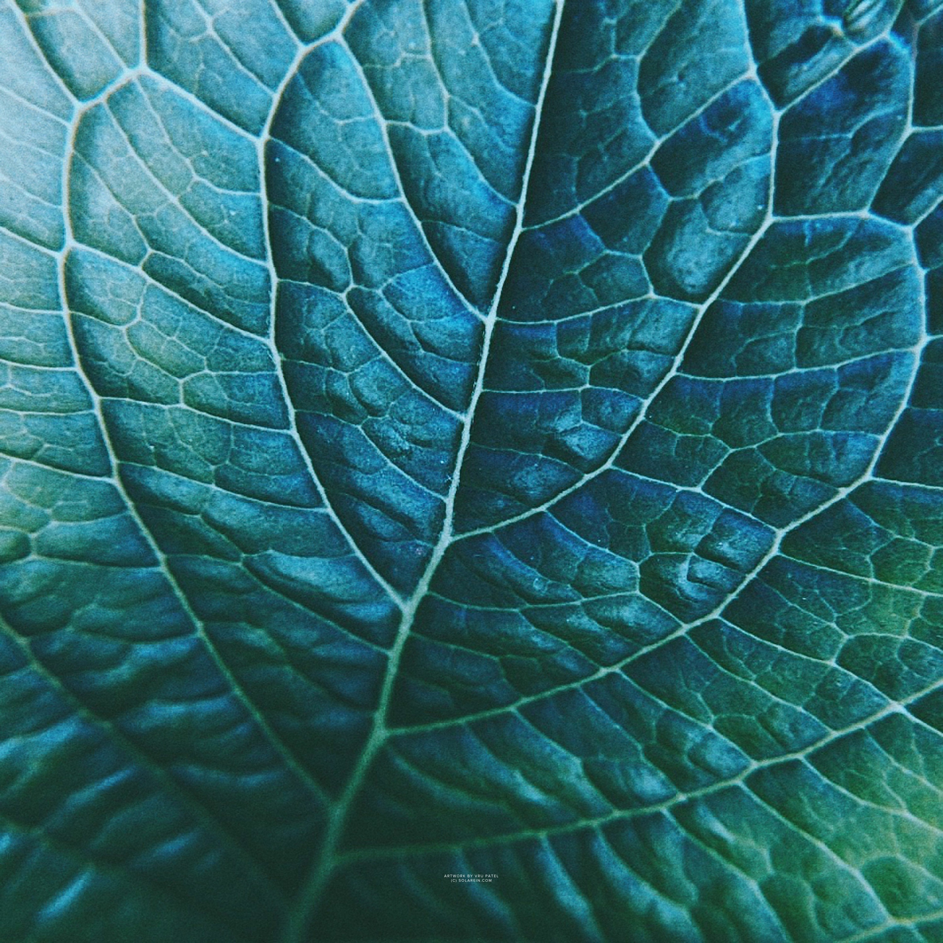 Nucleus / Evergreen episode artwork