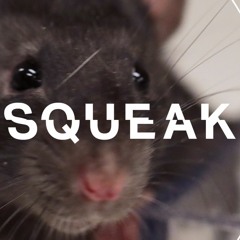 Happy rats drinking sugar water