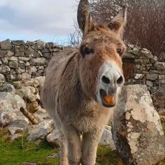 The Singing Connemara Donkey - [Rossy Remix]
