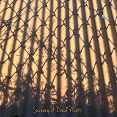 Scenery of Dead Plants
