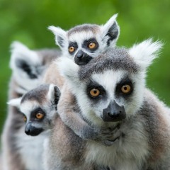 To Na Kacu Jest Poranek - Złodziej X young Olam X Lemour