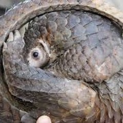 Pangolin Moon - Kat/Claudia/Me - The Pangolins 17/09/16