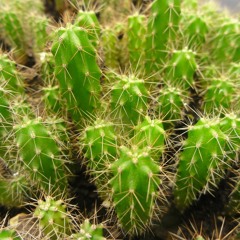 San Pedro (Prod. by Rubbo)