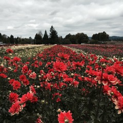 Dead To me is not dead at all