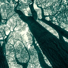Where We Are The Forest