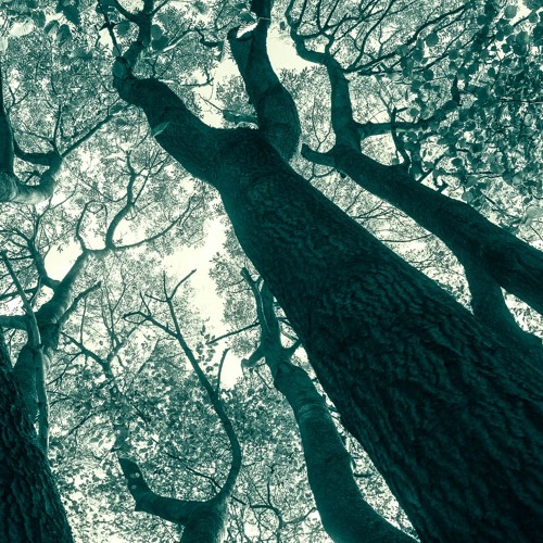 Where We Are The Forest