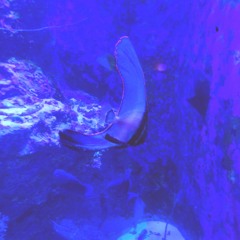 Deep Blue Dream (Short Ver.)