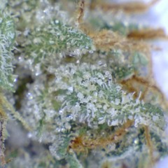 Stoned at the helm of MIDI