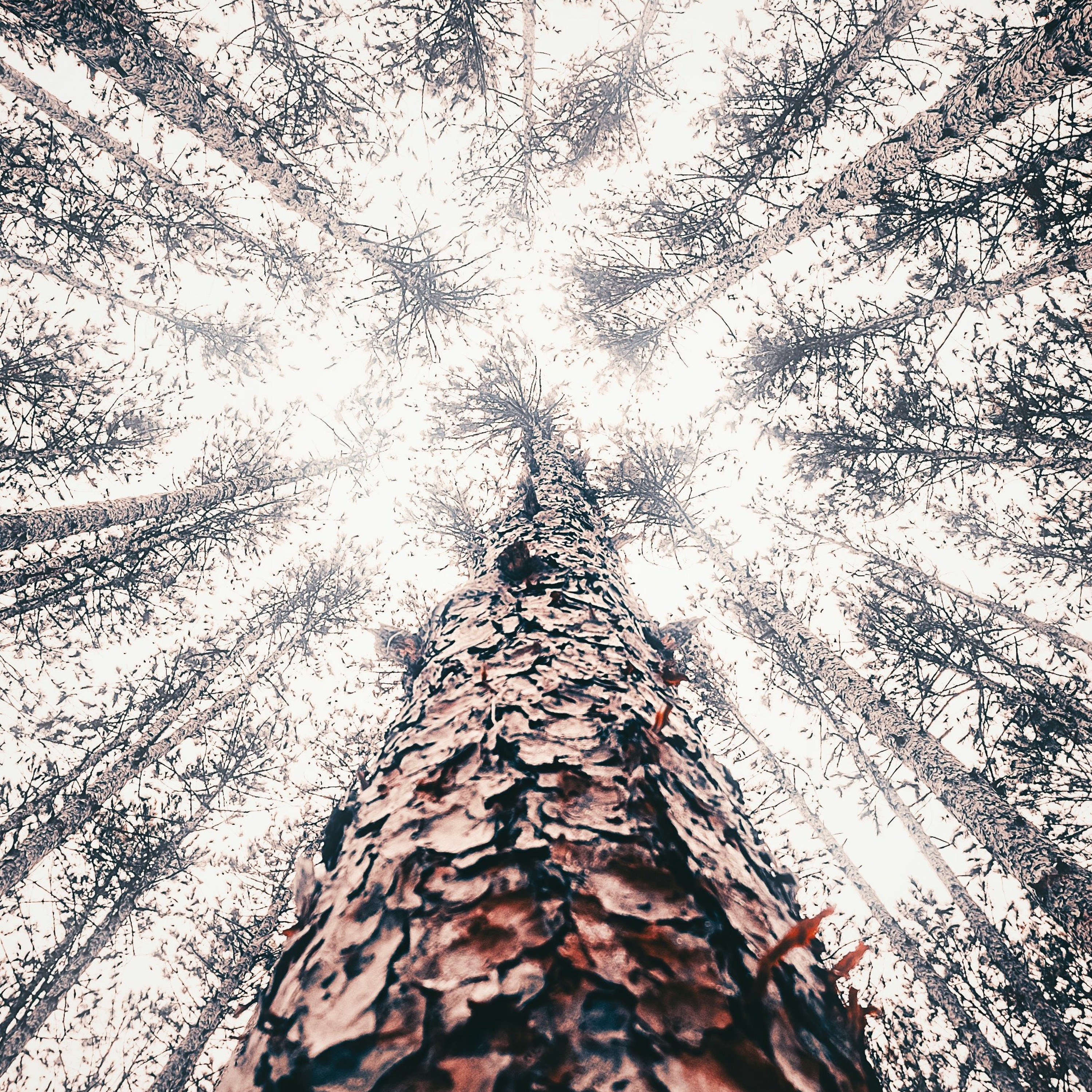 Shimmering Times