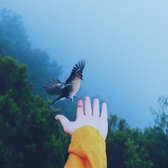 Broken Wings