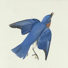 Where does my bluebird fly? (Tallest man on earth cover)