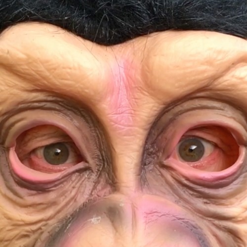 SONGE DE SINGE (Lyrics+ video link) Monkey biz extract