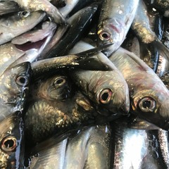 #TZAO (The Zeroes And Ones) --- SynTalk Album