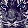 Bluue Tyga Face