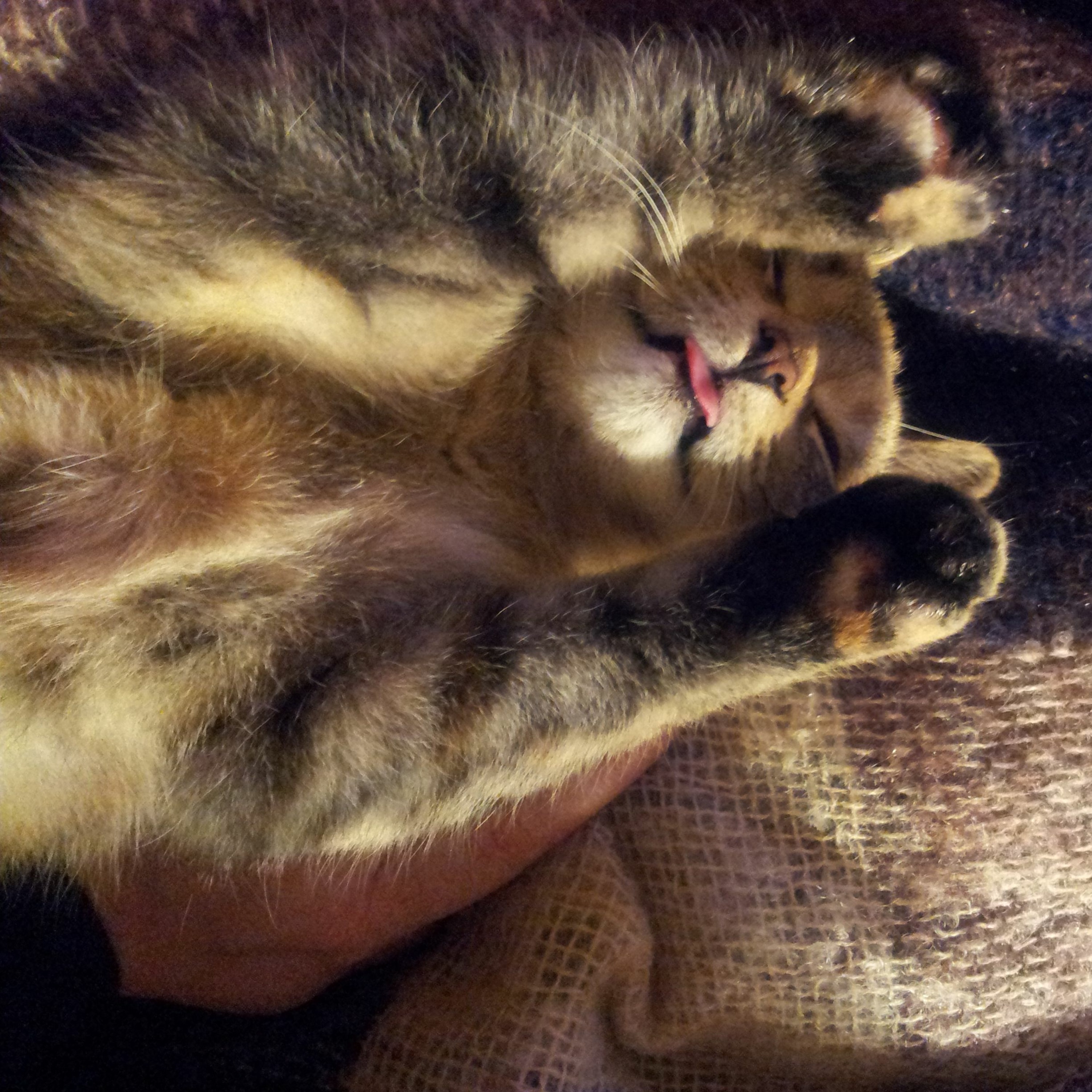 Goodnight Gracie