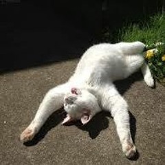 Sunbust