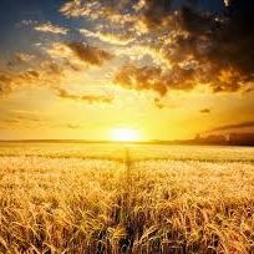 Fields Of Gold Sting Cover By Pat E