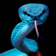 Snakes (Prod. Jackpot)