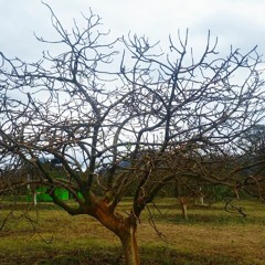 You & Me & Naked Trees