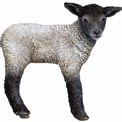 Lamb for solo flute (2011),  Live 2018 Chilean premiere