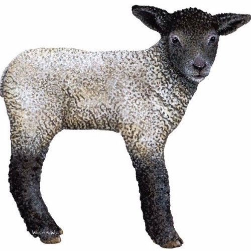 Lamb for solo flute (2011),  Live 2018 Chilean premiere