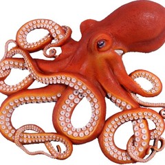 An Octopus Named Wyatt