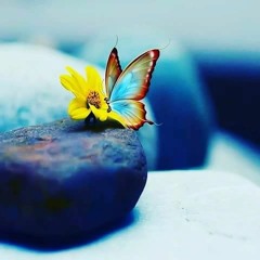 ماشممت الورد إلا زادني شوقاً إليك By AHMAD - Ali