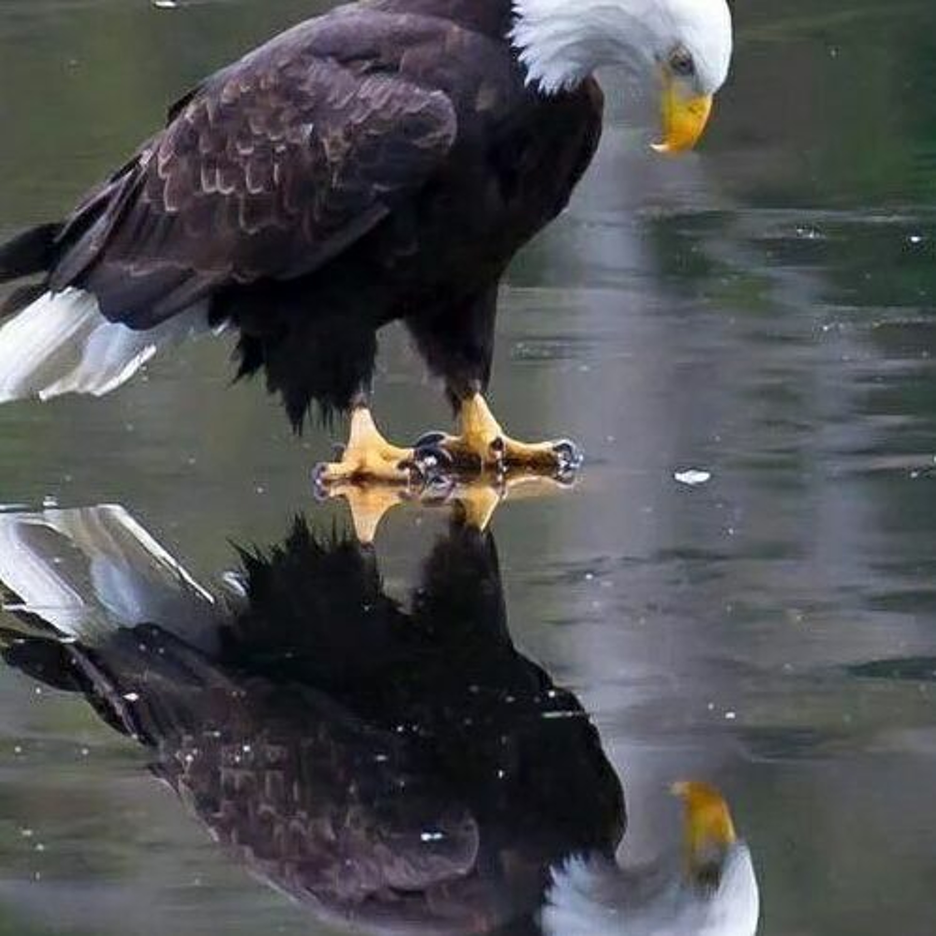 DAN'S LIFE 2/18/2019 - THE MIRROR WORLD