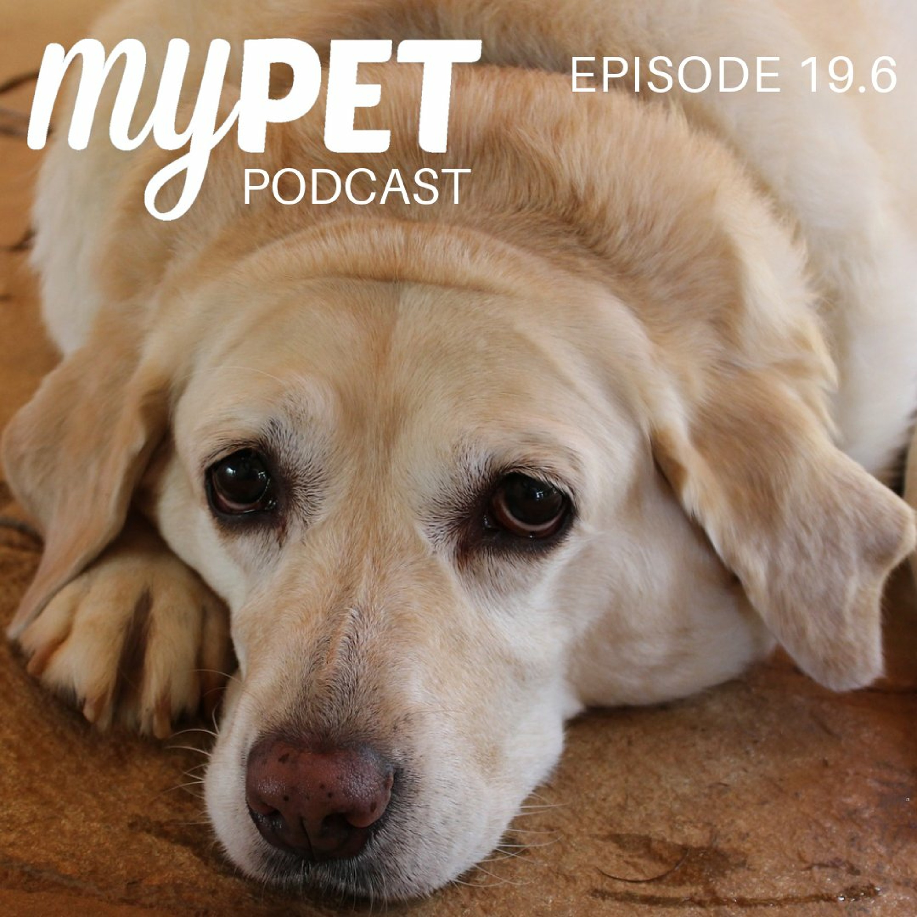 Cushings Disease in Dogs; It's common but what is it? episode artwork