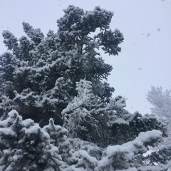 Temple Volant - Snow White