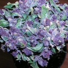 DaMitch - LipLock feat. Jay Grxxve