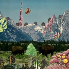 We Are Wood ǂ  When Bees Made Honey From Edelweiss