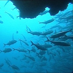 Au-dessus des poissons (with DDJohn on clarinet)