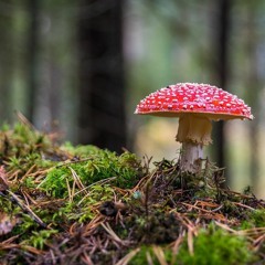 Toadstool - Severin Aegir Original Beat