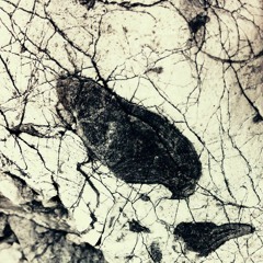 Ambivvave - [ˈzɪn]