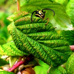 Ding Ding Ding  - 1984