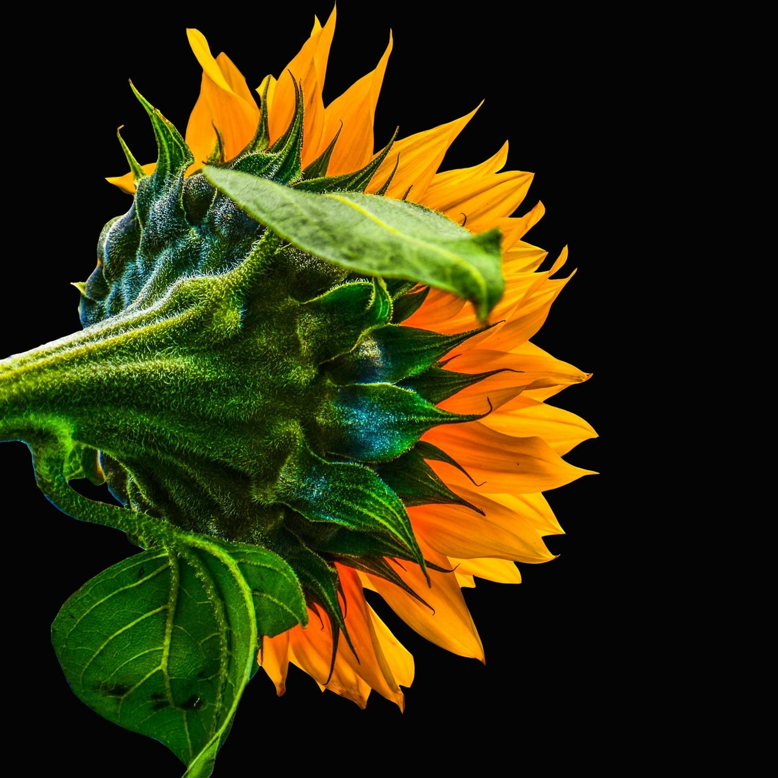 The Sunflower Song episode artwork