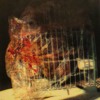 Urso De Pelúcia Na Gaiola (teddy bear in cage)