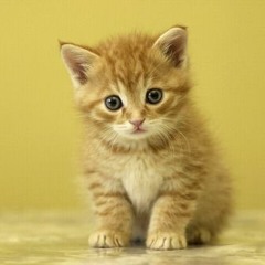i made a lullaby for my cat