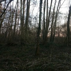 Birds singing on a forest - Oise, France