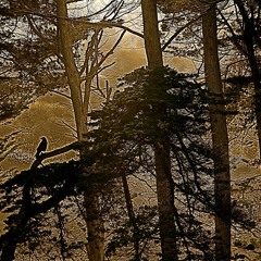 when first he heard the cawing