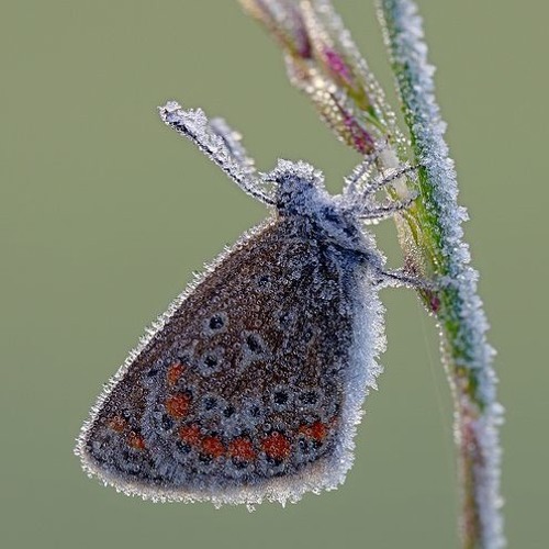 Seven Frozen Butterflies In The Snow