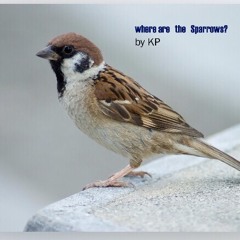 Where are the sparrows