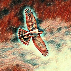 Jvmîsøn x DR_Flopper - Northern Goshawk?