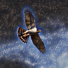 Flopper x Jvmîsøn - Northern Goshawk